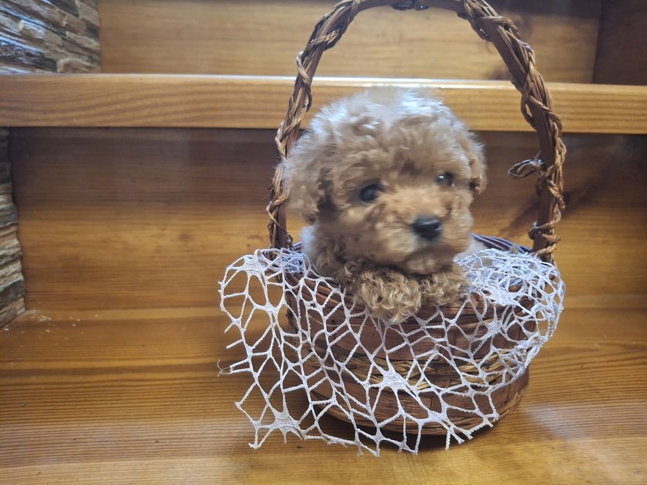 Микро Пудель девочка!