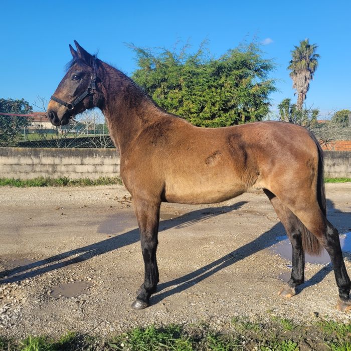 Vendo poldro cruzado