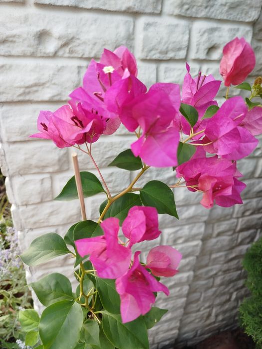 Бугенвиллия одеса бугенвілія садова та кімнатна