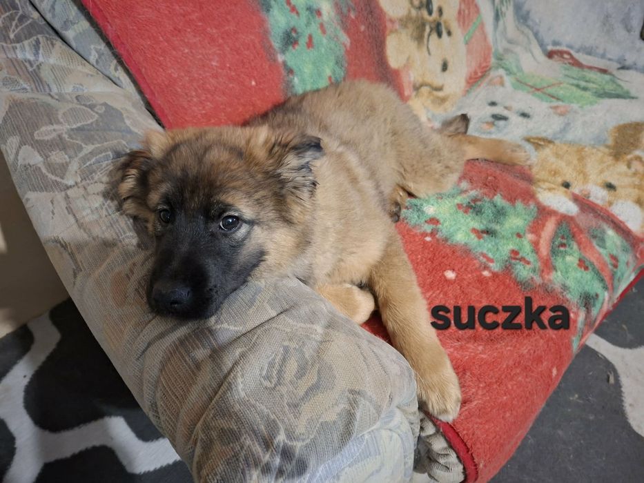 Oddam szczeniaki (pieski i suczki)