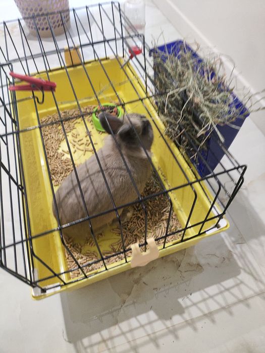 Продам кролика    з кліткою