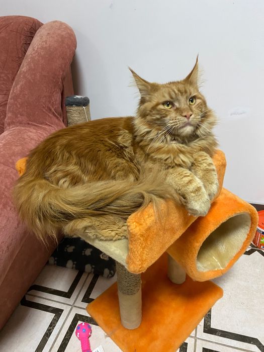 В’язка. Мей- кун мармурово- червоний.