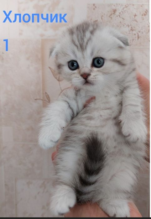 Шотландські кошенята