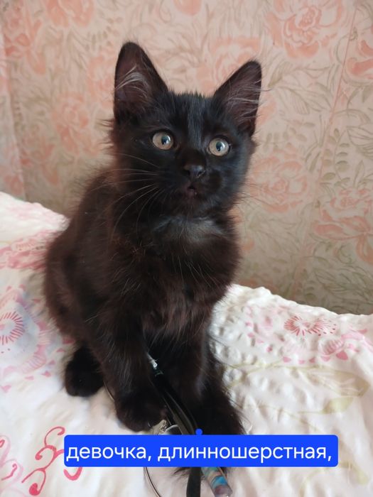 котята 3 месяца, Ищем добрую семью