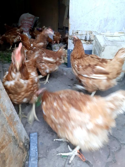 Молодка куры несушки