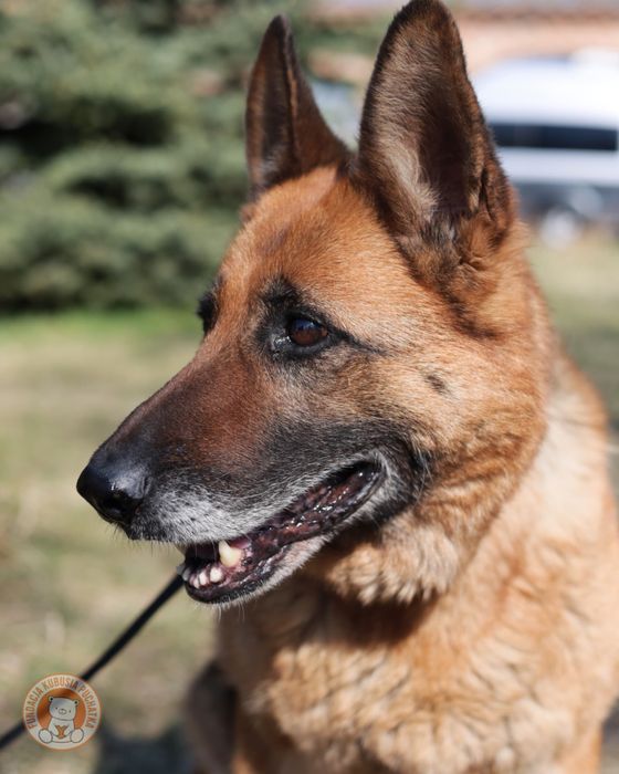 Greta– spokojna suczka szuka domu - Wrocław