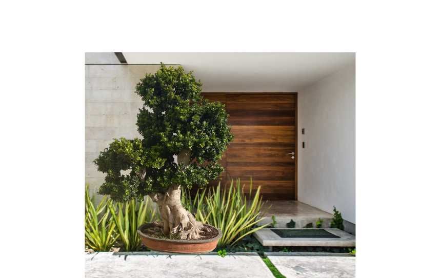Bonsai Gigante Premium verdadeiro