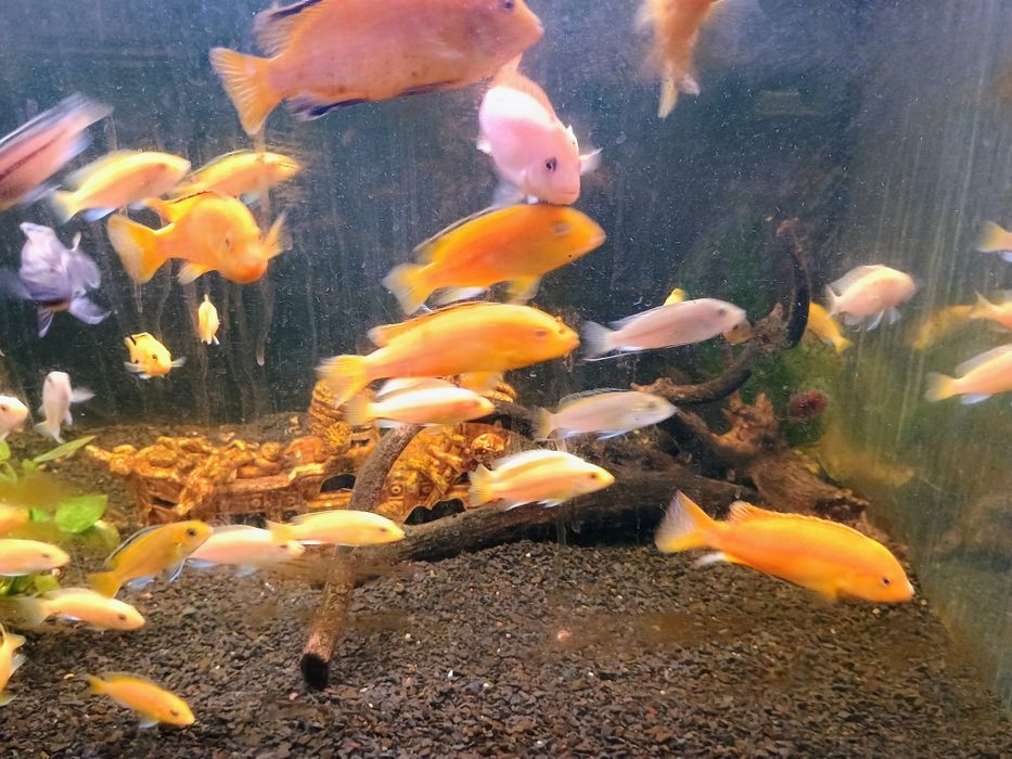 Малавійські цихліди