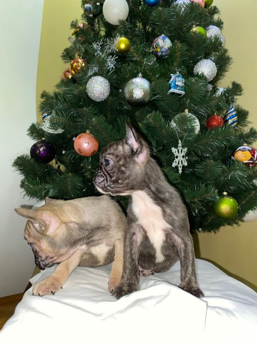 Французький бульдог