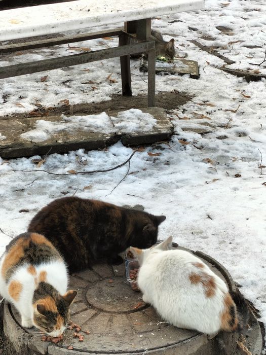 Дуже потрібна допомога для котиків