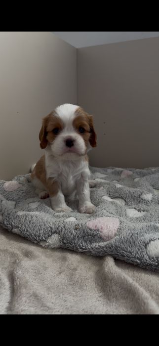Cavalier king charles spaniel po wyjatkowych rodzicach