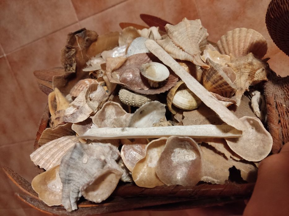 Coleção de búzios