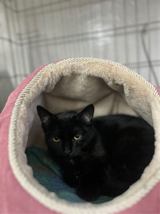 Młodziutka kicia Basia