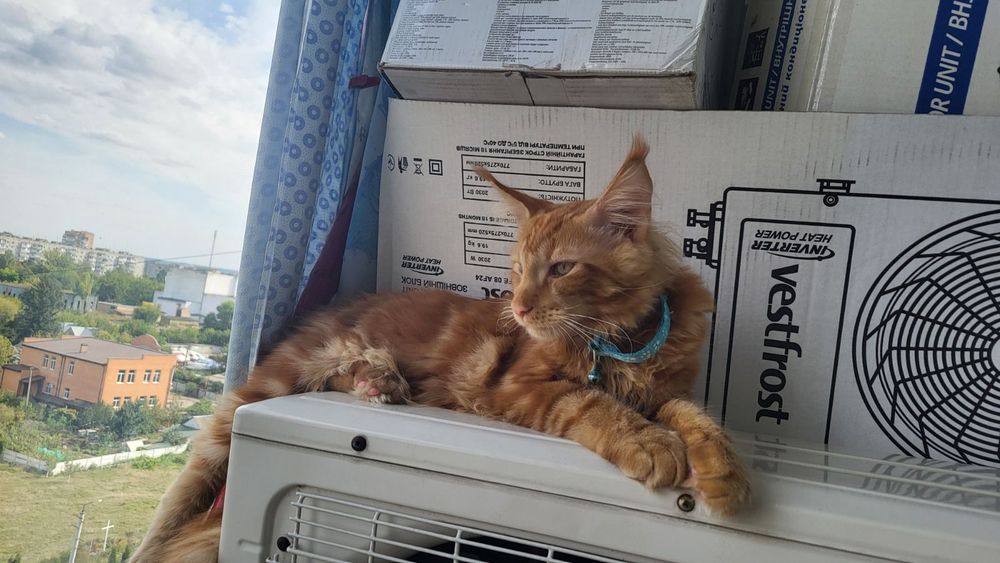 Мейн-кун  игривые девочки,  рыжие d22 Одесса