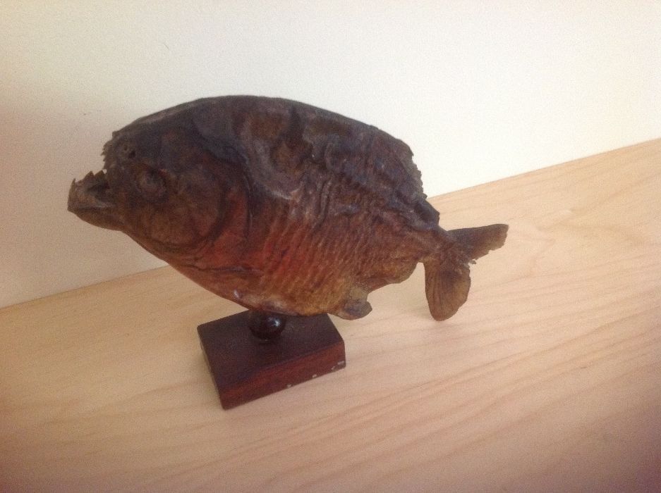 Piranha Brasil decoração