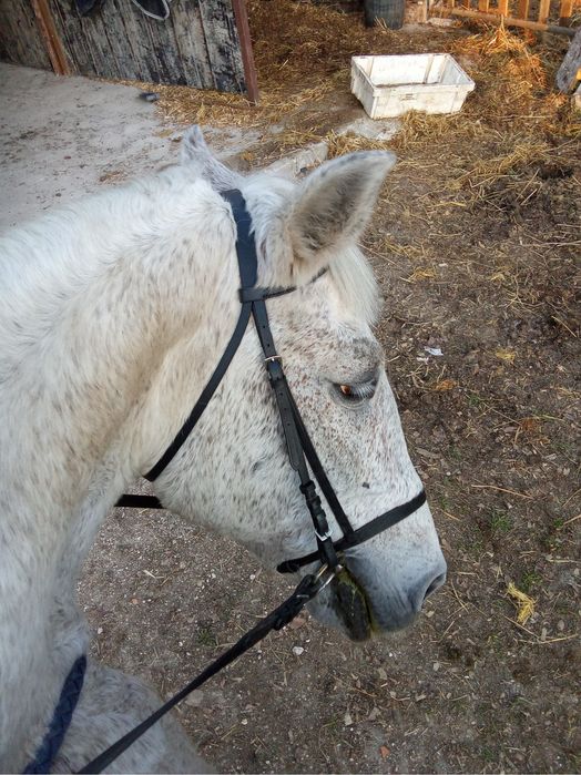 Cavalo bom para aulas