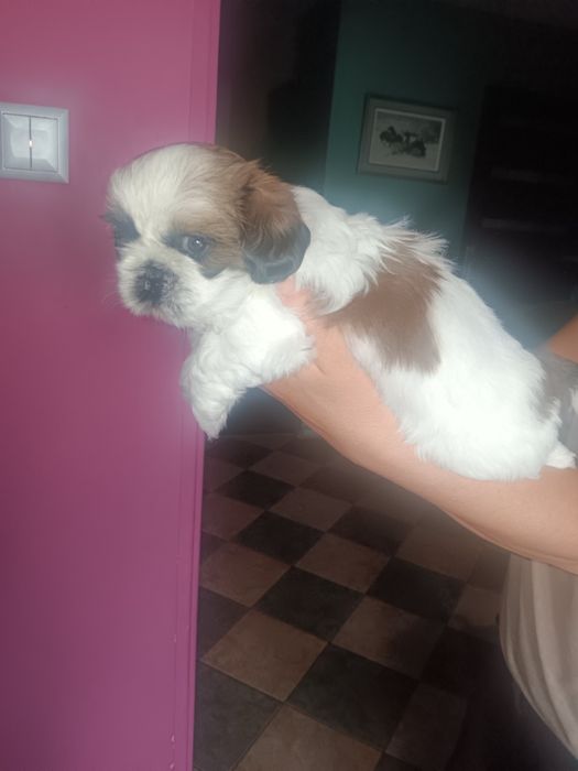 Szczeniaczki Shih tzu