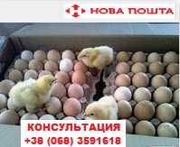 Бройлерное инкубационное яйцо от ящика