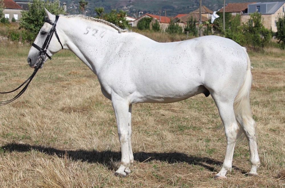 Cavalo Luso-Árabe linha Magic Count
