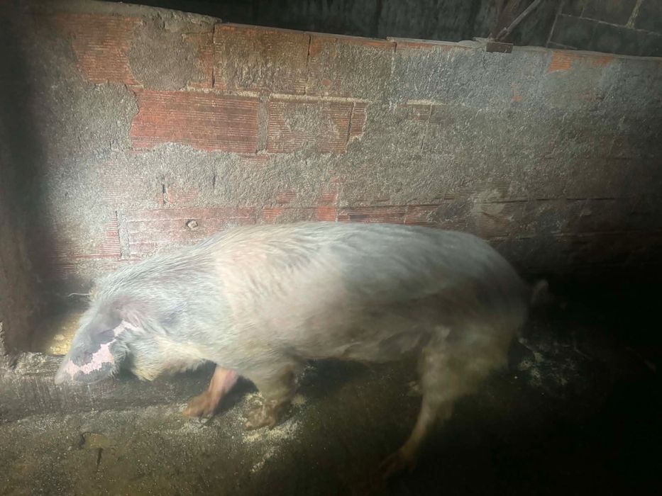 A venda porcos bisaros