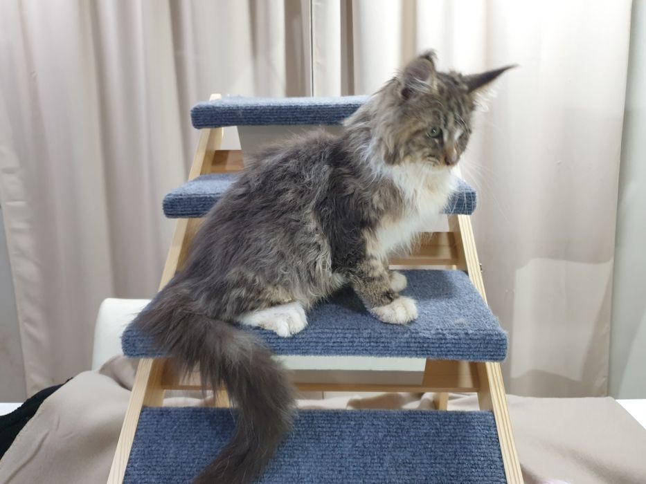 Macho  Maine Coon com pedigree