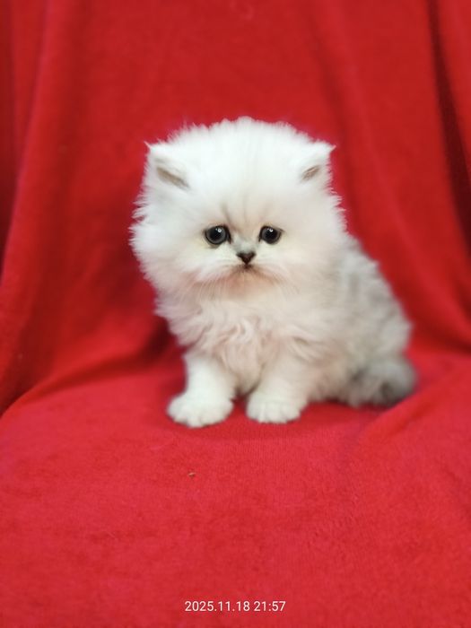Британские котята