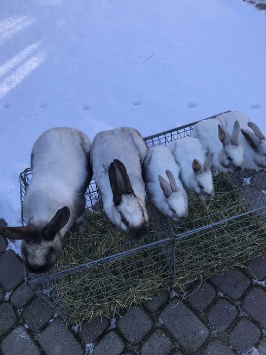 Кролі саландер сім‘я