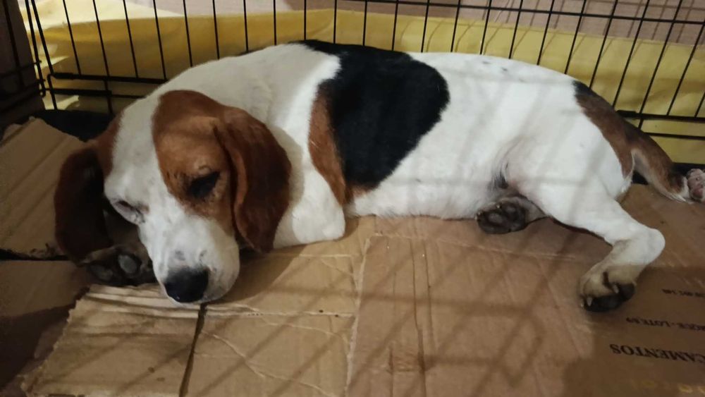 Cadela fêmea beagle para adoção responsável