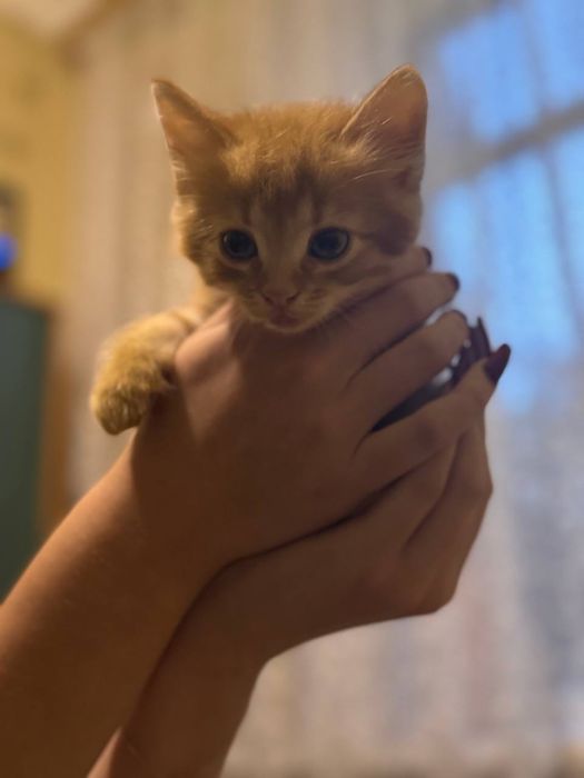 Рыжие котята ищет любящих хозяев