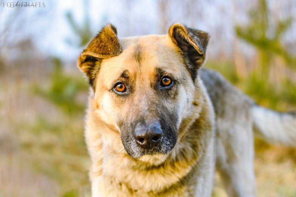 Ok. 5-6 letni pies Staś, dogaduje się z innymi psami