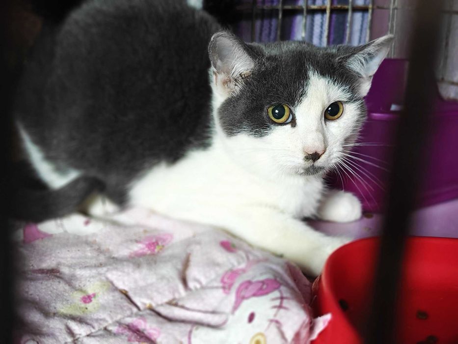 Маленький Матюша,  кошеня 3,5міс,  шукає маму-тата // кіт  кішка