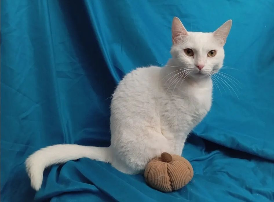 Отдам даром в добрые руки белую кошечку