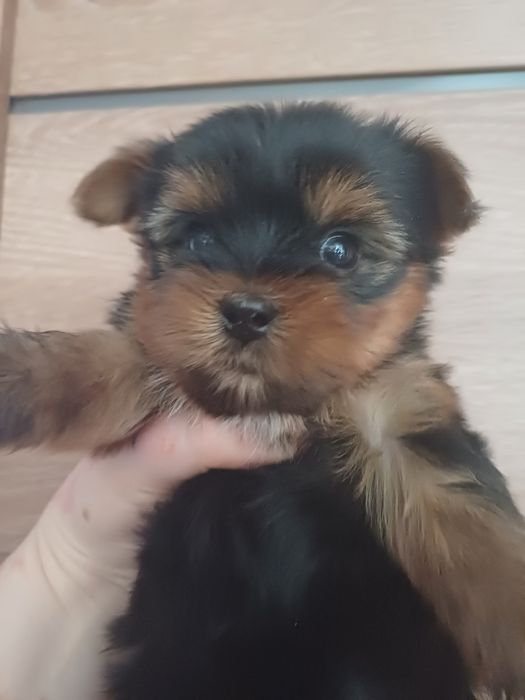 Йоркширские терьеры