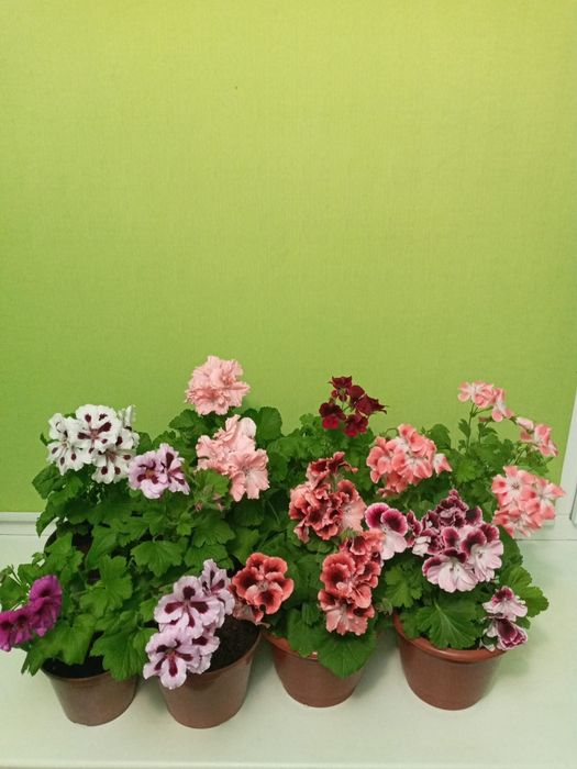 Королівська пеларгонія свіжозріз