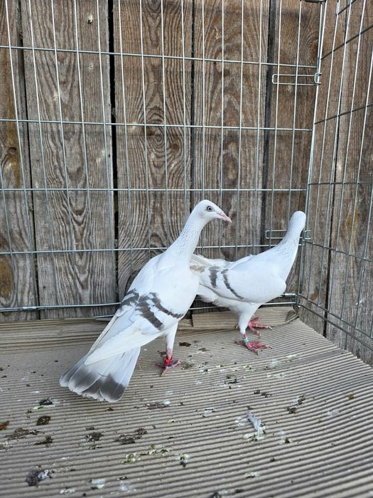 Perłowa pasiata 2025