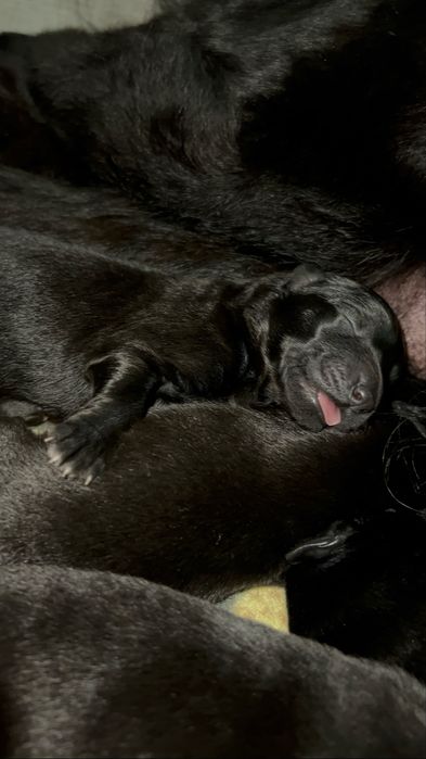 Щенки черной  европейской овчарки