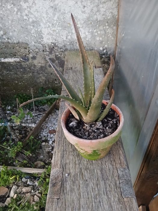 Planta Cacto Aloe Vera