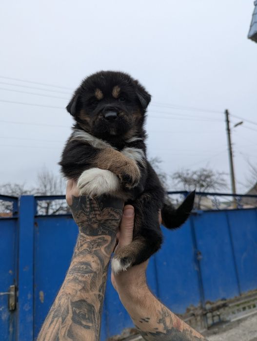 Акітята в наявності