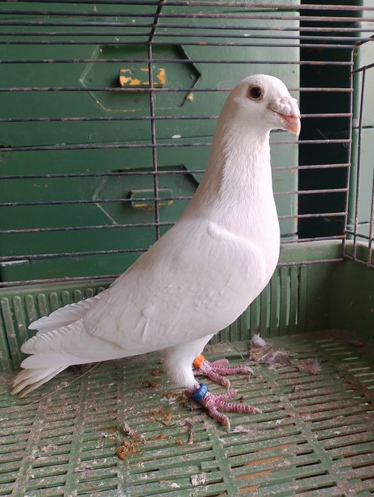 Sprzedam gołębia pocztowego samiec