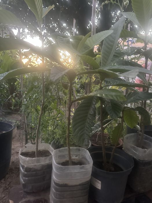 Arvore magnorio 0,50cm