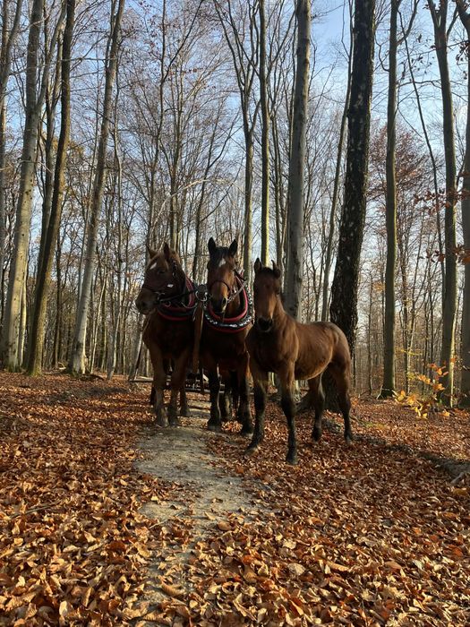 Klacz, która skradnie Twoje serce