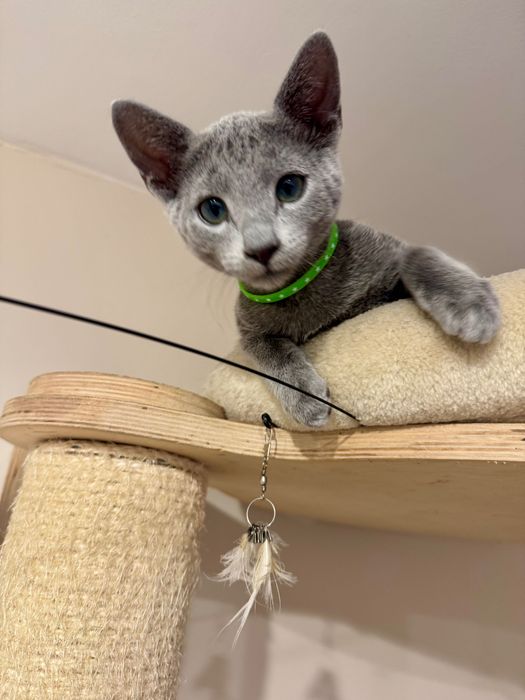 Kotka rosyjska niebieska