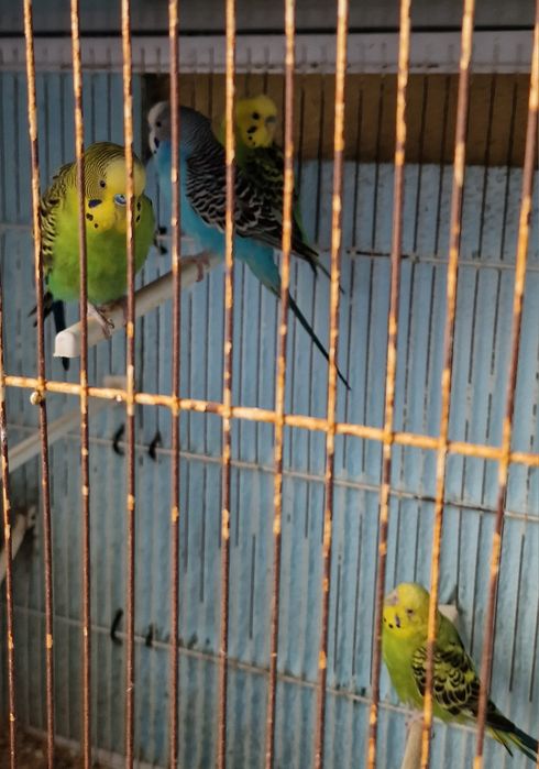 Vendo conjunto de pássaros