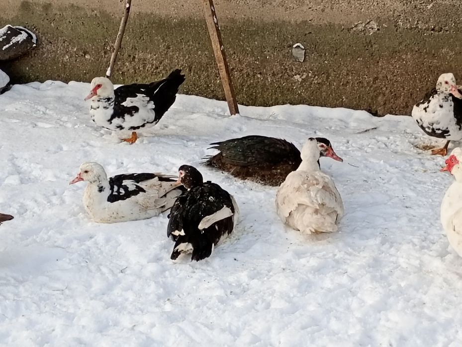 Kaczory i kaczki francuskie