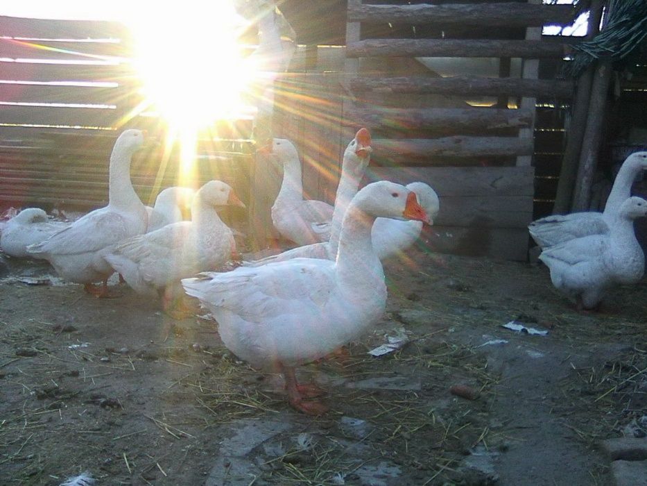 Гусиные яйца породы Линда!