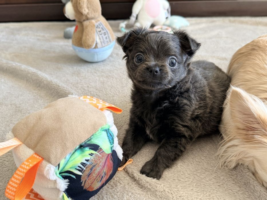 Chihuahua dziewczynka po Championach Blue