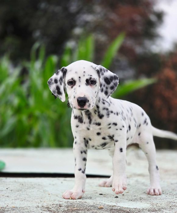 Dalmata Fêmea Pronta para nova familia