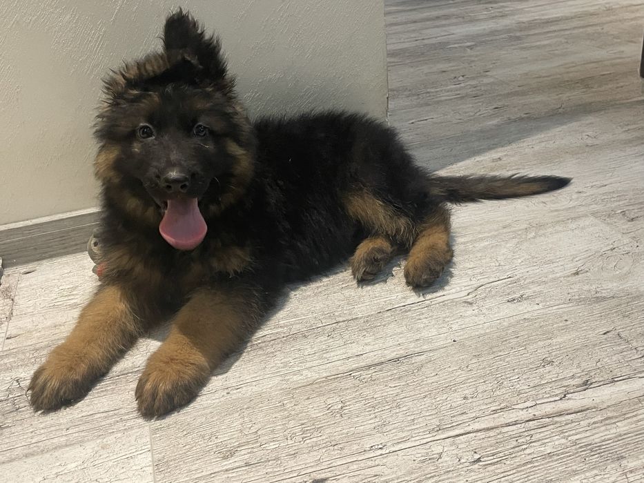 Owczarek niemiecki długowłosy chłopak 4 mce