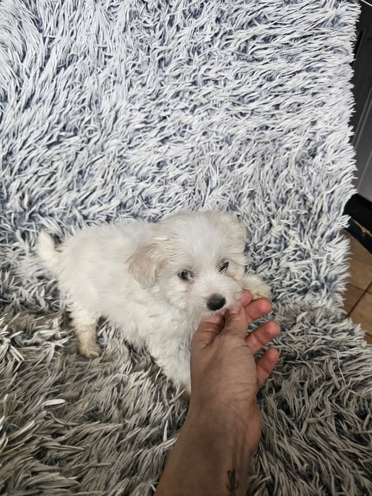 Maltańczyk szczeniak