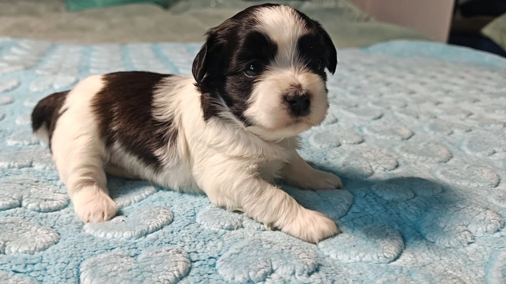 Hawańczyki słodka Dejlunia